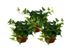 Outlet Exotenherz Hedera Helix 3er Set Efeu Grünlaubig 9cm Topf