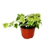 New Exotenherz Hedera Helix Efeu Weißbuntes Laub 9cm Topf