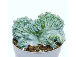 Töpfe<Exotenherz Heidelbeer-Kaktus Kammform Myrtillocactus Geometrizans Cristata Außergewöhnlicher Kaktus 6,5cm Topf