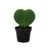 Exotenherz Hoya Kerii Herzblatt-Pflanze Herzpflanze Oder Kleiner Liebling im 6cm Topf< Töpfe
