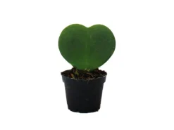 Exotenherz Hoya Kerii Herzblatt-Pflanze Herzpflanze Oder Kleiner Liebling im 6cm Topf< Töpfe