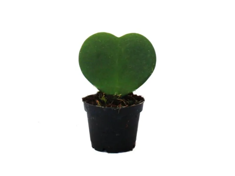 Exotenherz Hoya Kerii Herzblatt-Pflanze Herzpflanze Oder Kleiner Liebling im 6cm Topf< Töpfe