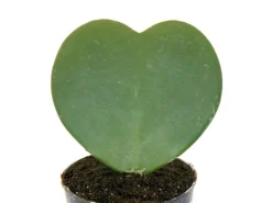 Exotenherz Hoya Kerii Herzblatt-Pflanze Herzpflanze Oder Kleiner Liebling im 6cm Topf< Töpfe