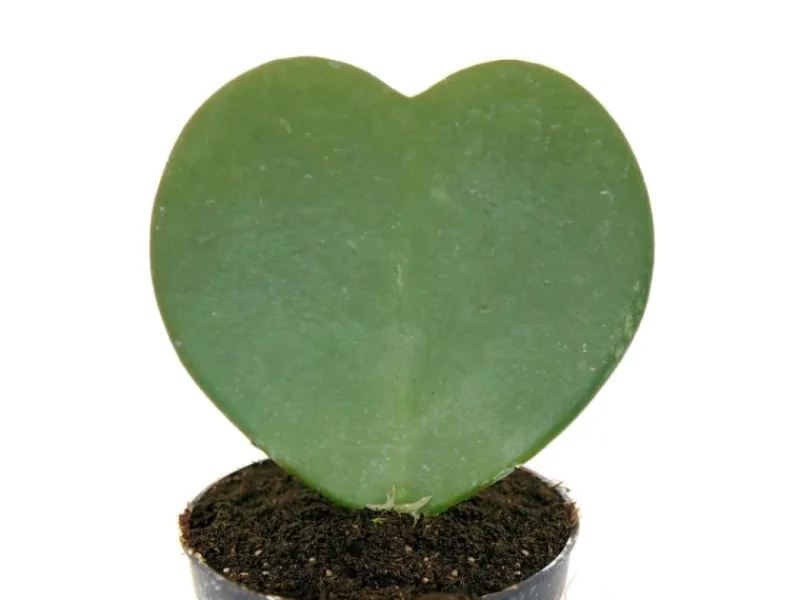 Exotenherz Hoya Kerii Herzblatt-Pflanze Herzpflanze Oder Kleiner Liebling im 6cm Topf< Töpfe