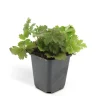 Exotenherz Immergrüner Bodendecker Golderdbeere Waldsteinia Ternata 9cm Topf Set mit 6 Pflanzen< Töpfe