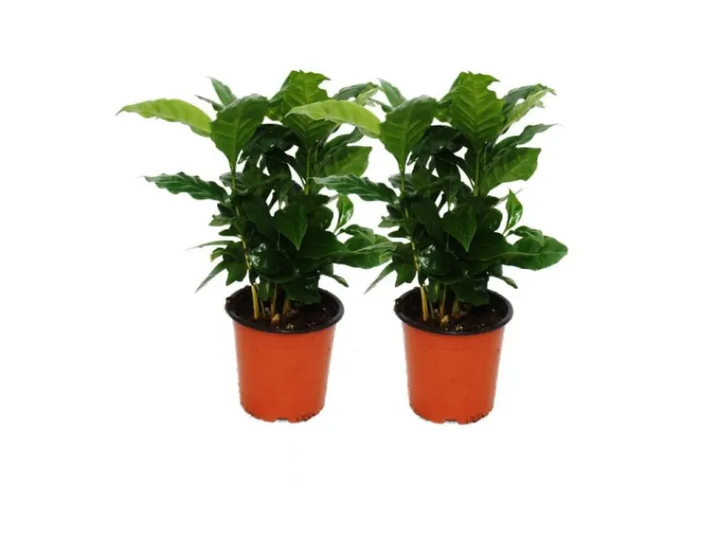 Exotenherz Kaffee Pflanze Coffea Arabica 2 Pflanze Zimmerpflanze< Töpfe