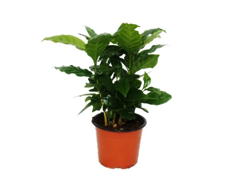 Töpfe<Exotenherz Kaffee Pflanze Coffea Arabica 1 Pflanze Zimmerpflanze