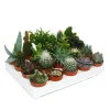 Exotenherz Kakteen Und Sukkulenten Starter Set XXL 20 Verschiedene Pflanzen im 5,5cm Topf< Töpfe