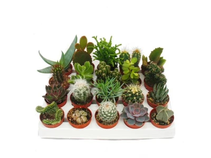 Exotenherz Kakteen Und Sukkulenten Starter Set XXL 20 Verschiedene Pflanzen im 5,5cm Topf< Töpfe