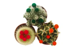 Exotenherz Kakteen-Set 3 Verschiedene Pflanzen im 5,5cm Topf Mit Bunten Strohblüten< Töpfe