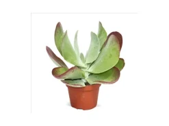 Töpfe<Exotenherz Kalanchoe Thyrsiflora Red Lips im 10,5cm Topf