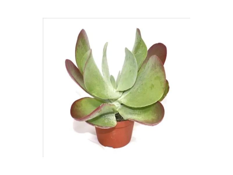 Töpfe<Exotenherz Kalanchoe Thyrsiflora Red Lips im 10,5cm Topf