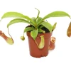 Sale Exotenherz Kannenpflanze Nepenthes 9cm Topf