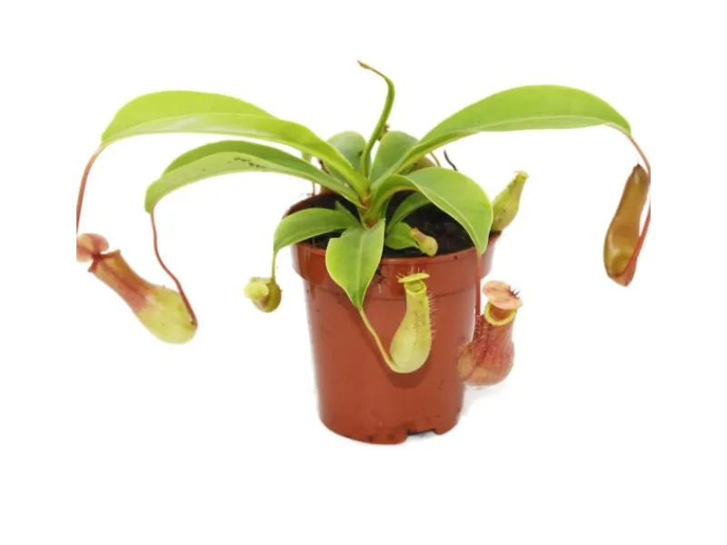 Sale Exotenherz Kannenpflanze Nepenthes 9cm Topf