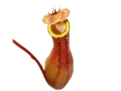Sale Exotenherz Kannenpflanze Nepenthes 9cm Topf