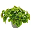 Exotenherz Kanonierpflanze Pilea Involucrata Moon Valley Mondkraterpflanze 12cm Topf< Töpfe