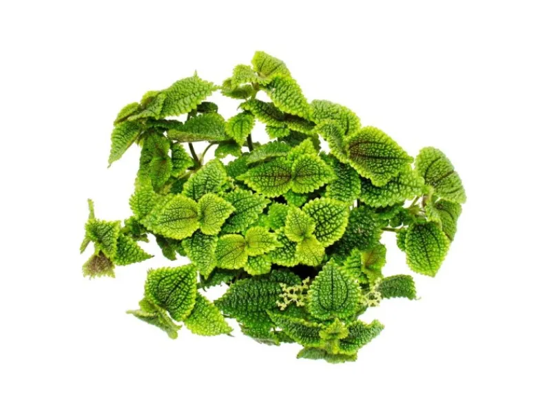 Exotenherz Kanonierpflanze Pilea Involucrata Moon Valley Mondkraterpflanze 12cm Topf< Töpfe