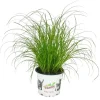 New Exotenherz Katzengras Cyperus Alternifolius 3 Pflanzen zur Verdauungsunterstützung von Katzen