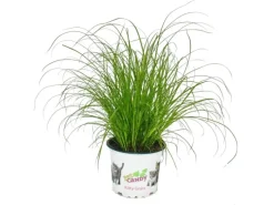 New Exotenherz Katzengras Cyperus Alternifolius 3 Pflanzen zur Verdauungsunterstützung von Katzen