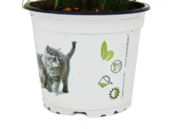 New Exotenherz Katzengras Cyperus Alternifolius 3 Pflanzen zur Verdauungsunterstützung von Katzen