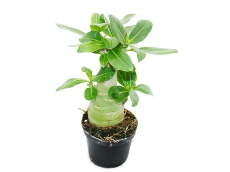 Exotenherz Kleine Wüstenrose Adenium Überraschungsfarbe 9cm Topf< Töpfe