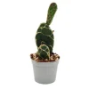 Clearance Exotenherz Kobra-Kaktus Opuntia Reticulata Cobra Augefallener Ohrenkaktus 6,5cm Topf