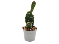 Clearance Exotenherz Kobra-Kaktus Opuntia Reticulata Cobra Augefallener Ohrenkaktus 6,5cm Topf