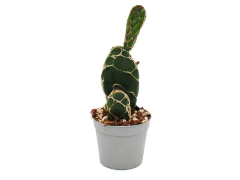 Clearance Exotenherz Kobra-Kaktus Opuntia Reticulata Cobra Augefallener Ohrenkaktus 6,5cm Topf