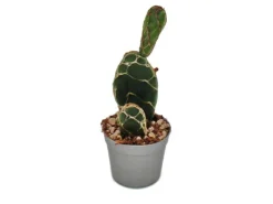 Clearance Exotenherz Kobra-Kaktus Opuntia Reticulata Cobra Augefallener Ohrenkaktus 6,5cm Topf