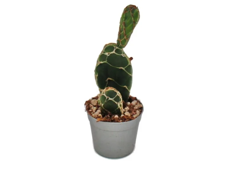 Clearance Exotenherz Kobra-Kaktus Opuntia Reticulata Cobra Augefallener Ohrenkaktus 6,5cm Topf