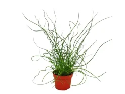 Hot Exotenherz Liebeslocke Juncus Effusus Spiralis Korkenzieherbinse 12cm