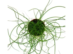 Hot Exotenherz Liebeslocke Juncus Effusus Spiralis Korkenzieherbinse 12cm
