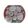 Töpfe<Exotenherz Lithops Lebender Stein Mehrere Pflanzen im 8,5cm Topf