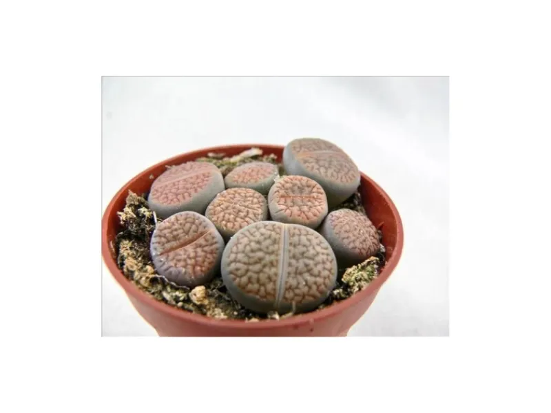 Töpfe<Exotenherz Lithops Lebender Stein Mehrere Pflanzen im 8,5cm Topf