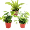 Online Exotenherz Mini Farn Trio Set mit 3 Verschiedenen Mini Farnen Asplenium Actiniopteris Hemionitis