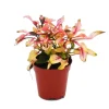Online Exotenherz Mini Pflanze Alternanthera Dentata Papageienblatt Ideal für Kleine Schalen und Gläser Babyplant im 5,5cm Topf