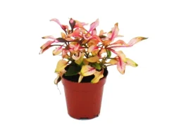Online Exotenherz Mini Pflanze Alternanthera Dentata Papageienblatt Ideal für Kleine Schalen und Gläser Babyplant im 5,5cm Topf