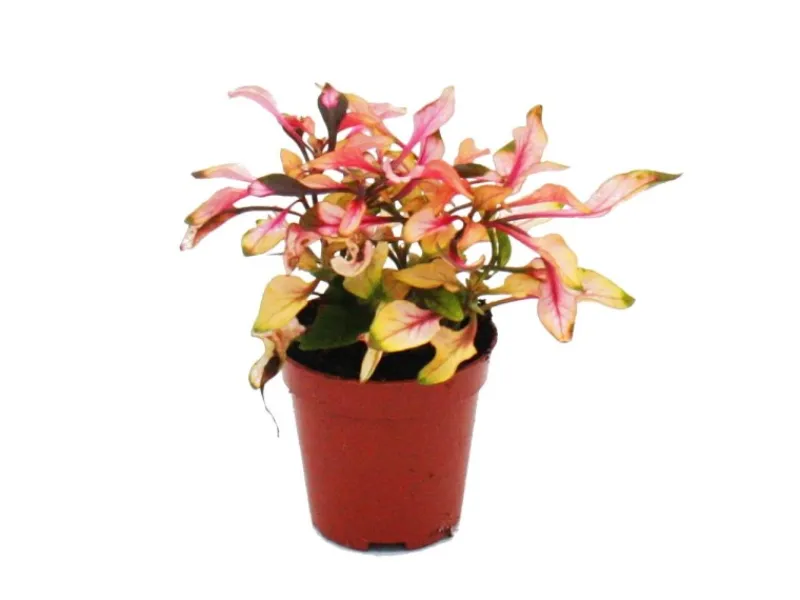 Online Exotenherz Mini Pflanze Alternanthera Dentata Papageienblatt Ideal für Kleine Schalen und Gläser Babyplant im 5,5cm Topf