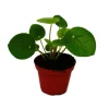 Best Exotenherz Mini Pilea Peperomioides Glückstaler Chinesischer Geldbaum Bauchnabelpflanze im 5,5cm Topf