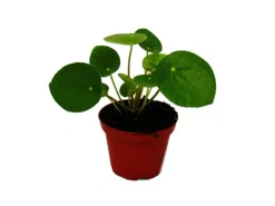 Best Exotenherz Mini Pilea Peperomioides Glückstaler Chinesischer Geldbaum Bauchnabelpflanze im 5,5cm Topf