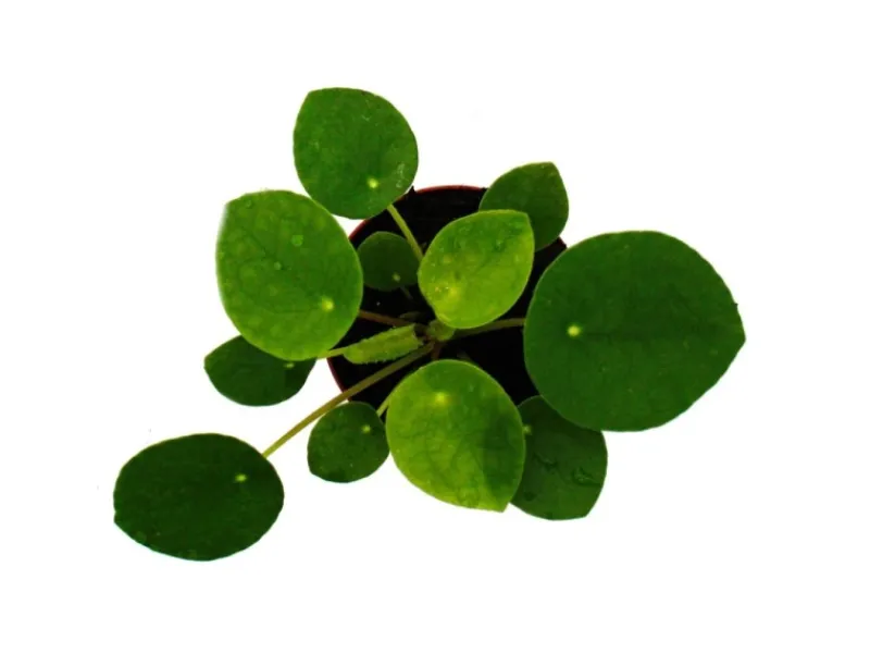 Best Exotenherz Mini Pilea Peperomioides Glückstaler Chinesischer Geldbaum Bauchnabelpflanze im 5,5cm Topf