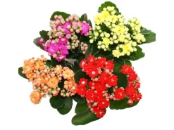 Exotenherz Minikalanchoe Rosalina Set mit 3 Verschiedene Pflanzen Flammendes Käthchen 5,5cm Topf< Töpfe