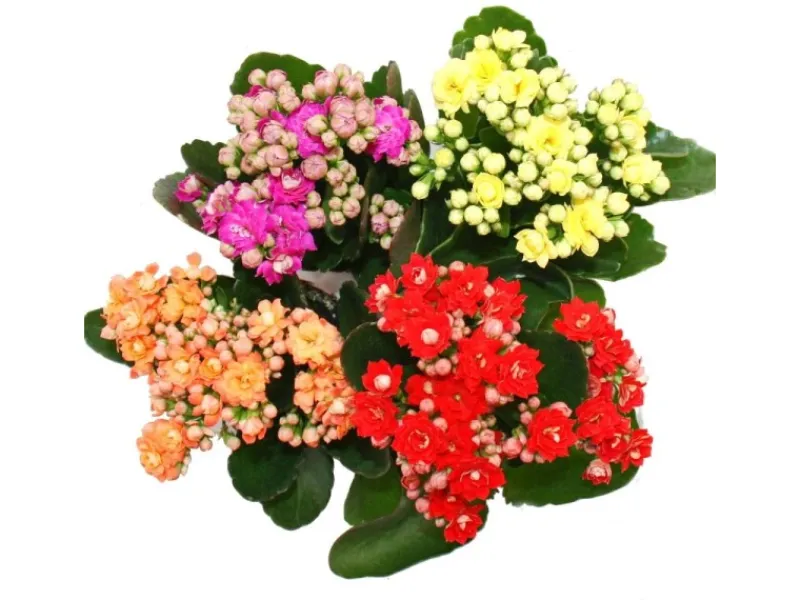 Exotenherz Minikalanchoe Rosalina Set mit 3 Verschiedene Pflanzen Flammendes Käthchen 5,5cm Topf< Töpfe