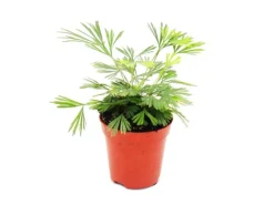 Discount Exotenherz Minipflanze Actiniopteris Australis Palmwedelfarn Ideal für Kleine Schalen und Gläser Babyplant im 5,5cm Topf