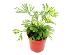 Discount Exotenherz Minipflanze Actiniopteris Australis Palmwedelfarn Ideal für Kleine Schalen und Gläser Babyplant im 5,5cm Topf