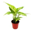 Exotenherz Minipflanze Dieffenbachia Dieffenbachie Ideal für Kleine Schalen und Gläser Babyplant im 5,5cm Topf< Töpfe