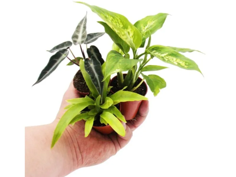 Exotenherz Minipflanze Dieffenbachia Dieffenbachie Ideal für Kleine Schalen und Gläser Babyplant im 5,5cm Topf< Töpfe