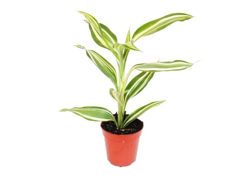 Töpfe<Exotenherz Minipflanze Dracaena Sanderiana Drachenbaum Ideal für Kleine Schalen und Gläser Babyplant im 5,5cm Topf