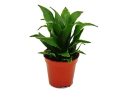 New Exotenherz Minipflanze Dracaena Compacta Drachenbaum Ideal für Kleine Schalen und Gläser Babyplant im 5,5cm Topf