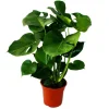 Exotenherz Monstera Deliciosa Fensterblatt 21cm Topf ca. 50-60cm Hoch< Töpfe
